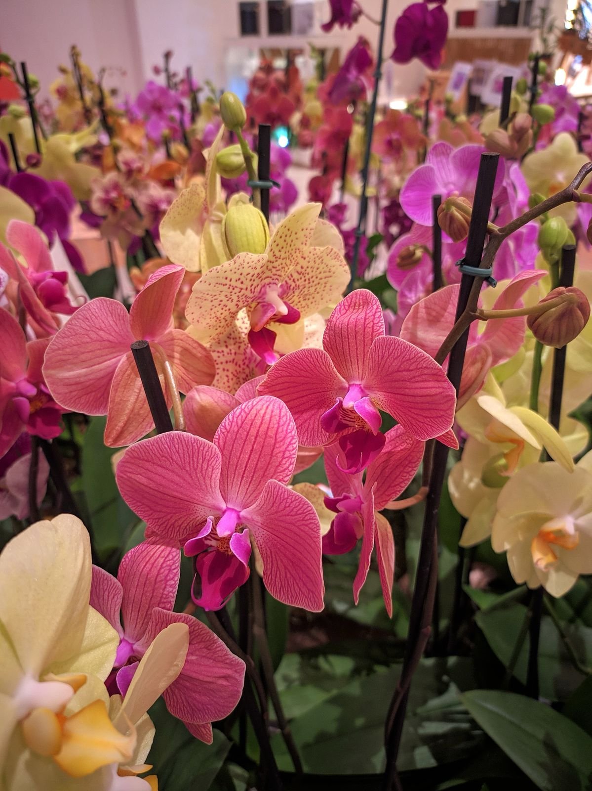 Shopping Itaigara recebe Feira de Orquídeas